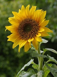 Sunflower (BayTreeBlog.com)